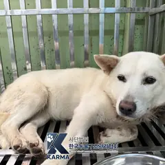 연천군 흰색 믹스견 암컷