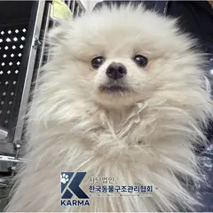 연천군 흰색 포메라니안 수컷