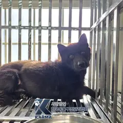 연천군 검정색 믹스견 수컷