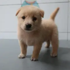 가평군 갈색 믹스견 수컷