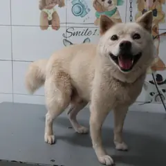가평군 흰색 믹스견 수컷