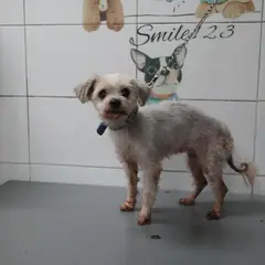 가평군 흰색 말티즈 암컷