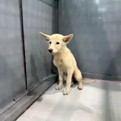 화성시 흰색 믹스견 암컷