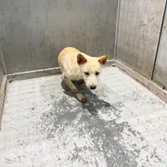 화성시 흰색 믹스견 수컷