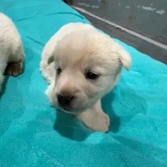 화성시 흰색 믹스견 수컷