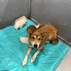 화성시 갈색&검정&흰색 믹스견 암컷