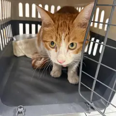 화성시 레몬색&흰색 한국 고양이 성별 미상