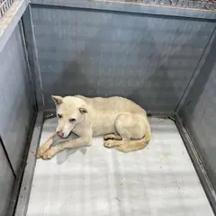 화성시 흰색 믹스견 수컷