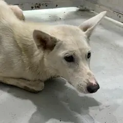 화성시 흰색 믹스견 암컷