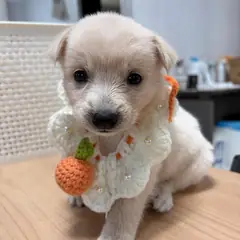 화성시 흰색 믹스견 수컷