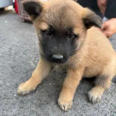 화성시 갈색&검정 믹스견 암컷