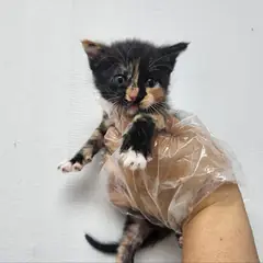 광주시 기타(삼색) 한국 고양이 암컷