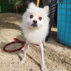 광주시 흰색 기타 수컷
