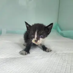 광주시 기타(검백색) 한국 고양이 수컷