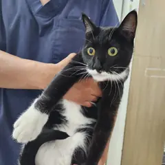 광주시 기타(검백색) 한국 고양이 수컷