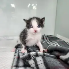 광주시 기타(검백색) 한국 고양이 암컷
