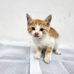 광주시 기타(노랑색) 한국 고양이 수컷