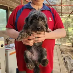 광주시 회색 말티즈 암컷