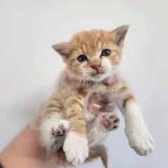 광주시 기타(노랑색) 한국 고양이 수컷