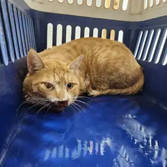 광주시 기타(노랑색) 한국 고양이 수컷
