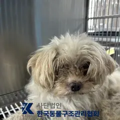양주시 갈색&흰색 믹스견 수컷