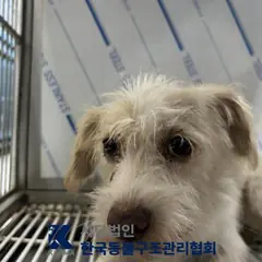 양주시 갈색&흰색 믹스견 암컷