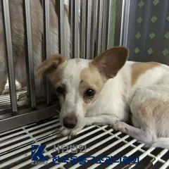 양주시 갈색&흰색 믹스견 암컷