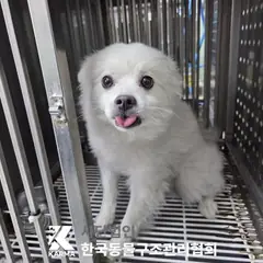양주시 흰색 스피츠 수컷
