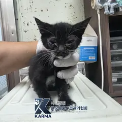 양주시 검정색 한국 고양이 암컷