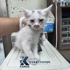 양주시 기타(흰/회) 한국 고양이 암컷