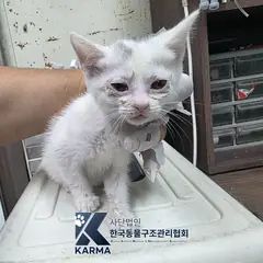 양주시 기타(흰/회) 한국 고양이 암컷