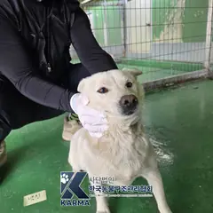 양주시 흰색 믹스견 암컷