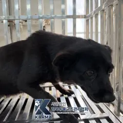 양주시 검정색 믹스견 암컷