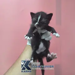 양주시 기타(검/흰) 한국 고양이 수컷