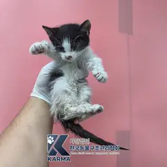 양주시 기타(검/흰) 한국 고양이 암컷