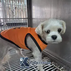 양주시 흰색 말티즈 수컷
