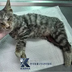 양주시 평행·전체·부분줄무늬 한국 고양이 암컷