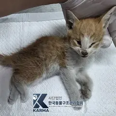 양주시 레몬색&흰색 한국 고양이 수컷