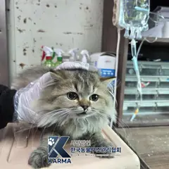 양주시 기타(갈/회) 페르시안 수컷