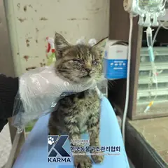양주시 평행·전체·부분줄무늬 한국 고양이 암컷