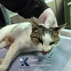 양주시 평행·전체·부분줄무늬 한국 고양이 암컷