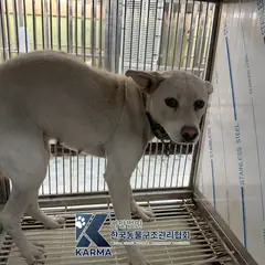포천시 갈색&흰색 믹스견 암컷