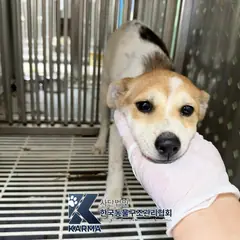 포천시 갈색&검정&흰색 믹스견 암컷