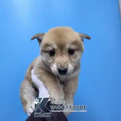포천시 갈색 믹스견 암컷