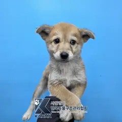 포천시 갈색 믹스견 암컷