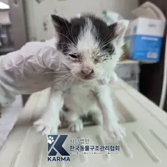 포천시 흰색/검은색 얼룩무늬 한국 고양이 암컷