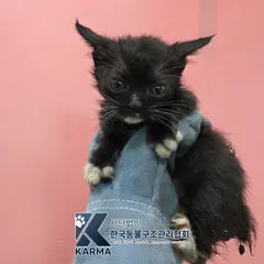 포천시 흰색/검은색 얼룩무늬 한국 고양이 수컷
