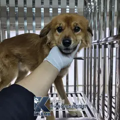 포천시 갈색 믹스견 수컷