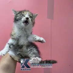 포천시 기타(갈/검/흰) 한국 고양이 암컷