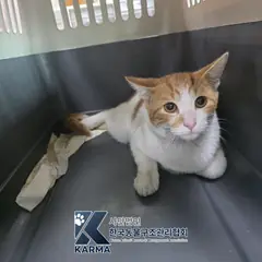 포천시 기타(갈/흰) 한국 고양이 수컷